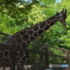 上野動物園-3