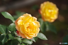 谷津バラ園2011秋-1