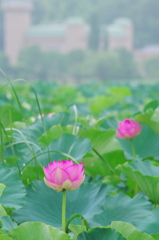 手賀沼の蓮-1