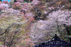 吉野の桜