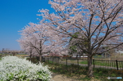 根木内歴史公園の桜2018