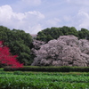 畑の桜