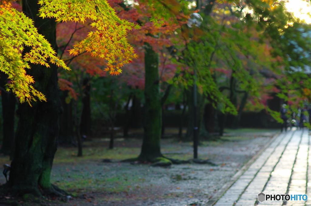 小金東漸寺の紅葉2017-8