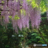 2017GWの花-6