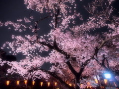 上野公園　夜桜