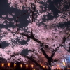 上野公園　夜桜