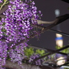 亀戸天神（２０１５年）