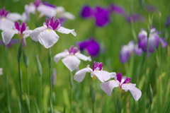 本土寺の花菖蒲