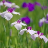 本土寺の花菖蒲