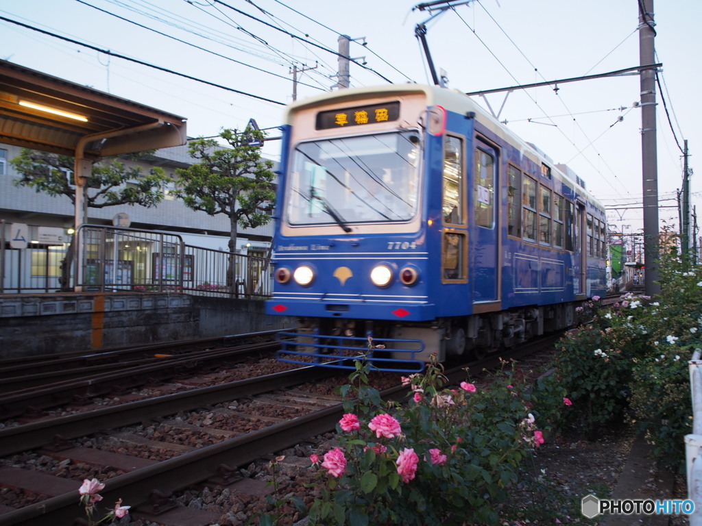 都電荒川線のバラ2017-3