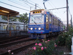 都電荒川線のバラ2017-3