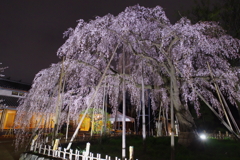 清瀧院のしだれ桜