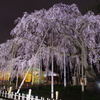 清瀧院のしだれ桜