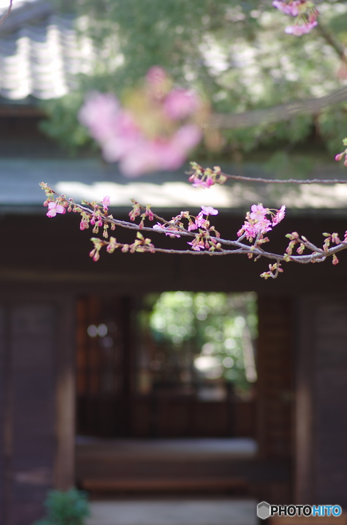 戸定さくら雛-2