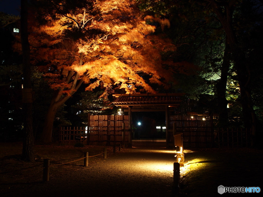 六義園紅葉－１