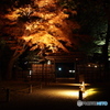 六義園紅葉－１