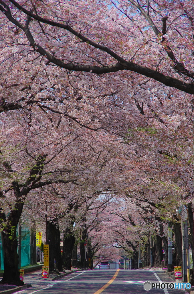 八ケ崎の桜