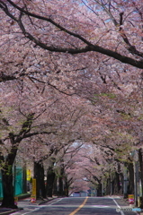 八ケ崎の桜