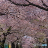 八ケ崎の桜