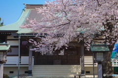 清瀧院の桜2018-2