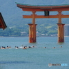 宮島厳島神社玉取祭-4