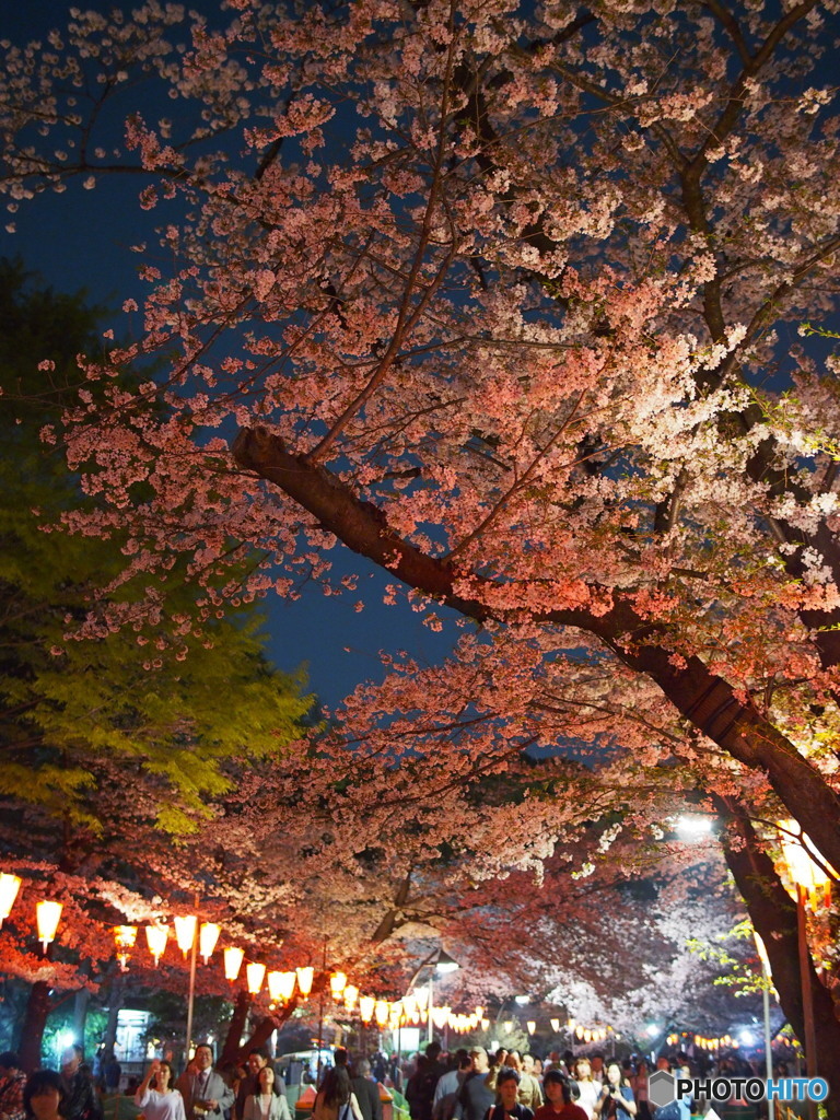 上野公園の桜2018-1