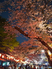 上野公園の桜2018-1