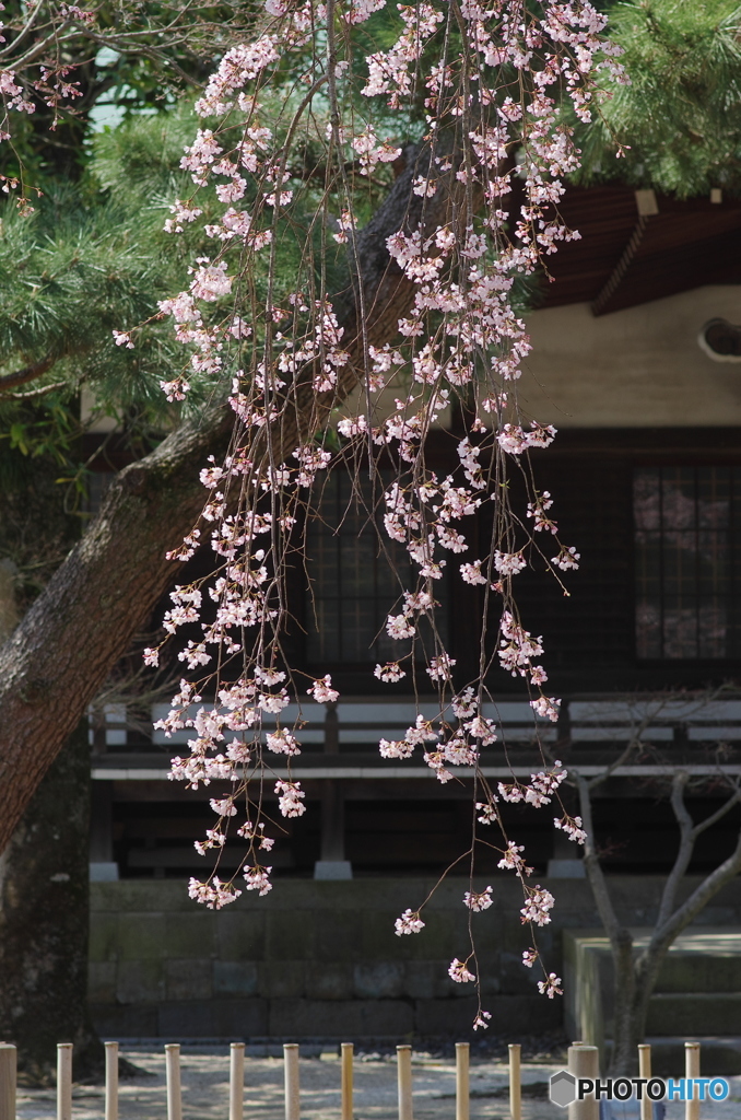 小金東漸寺の枝垂桜２０１７－３