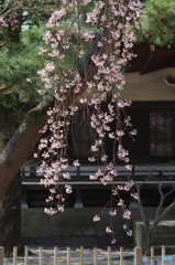 小金東漸寺の枝垂桜２０１７－３