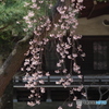 小金東漸寺の枝垂桜２０１７－３