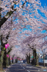 常盤平の桜2018-3