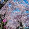 常盤平の桜2018-3