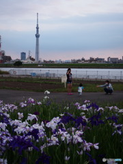 堀切水辺公園-1