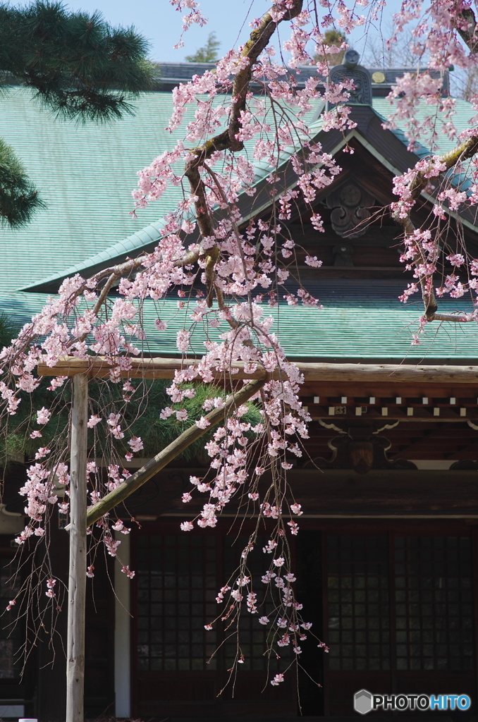 小金東漸寺の枝垂桜２０１７－２