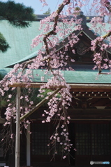 小金東漸寺の枝垂桜２０１７－２