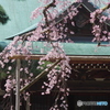 小金東漸寺の枝垂桜２０１７－２