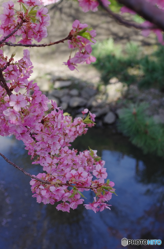 松戸坂川河津桜－１