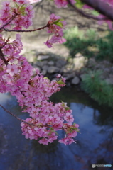 松戸坂川河津桜－１