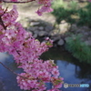 松戸坂川河津桜－１