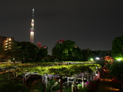 亀戸天神（太鼓橋から）