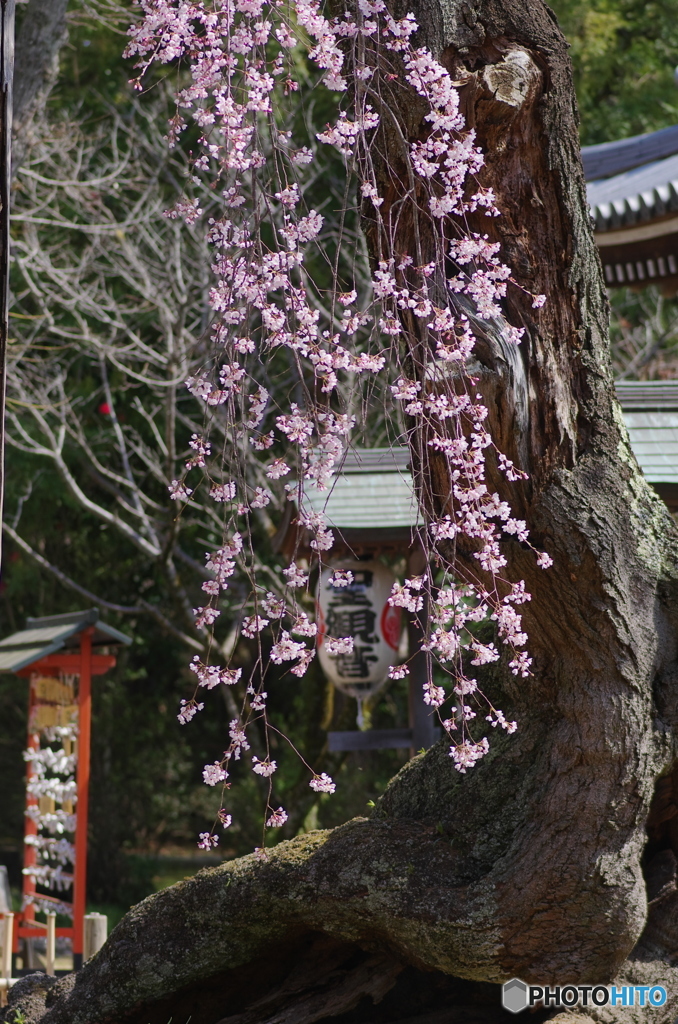 小金東漸寺の枝垂桜２０１７－１