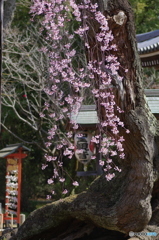 小金東漸寺の枝垂桜２０１７－１