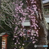 小金東漸寺の枝垂桜２０１７－１