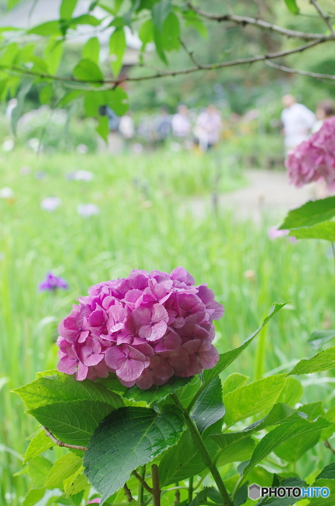 松戸本土寺の紫陽花2017-8