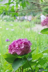 松戸本土寺の紫陽花2017-8