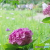松戸本土寺の紫陽花2017-8