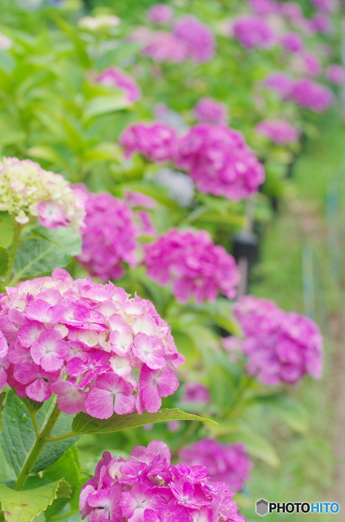 松戸本土寺の紫陽花2018-4