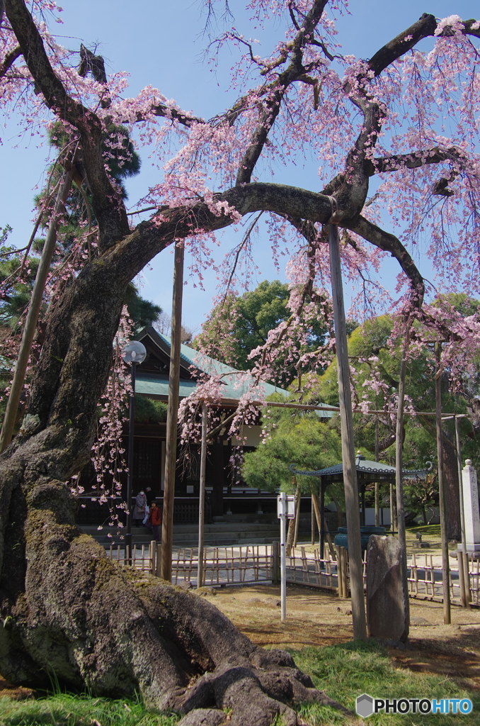 小金東漸寺の枝垂桜２０１７－４