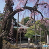 小金東漸寺の枝垂桜２０１７－４