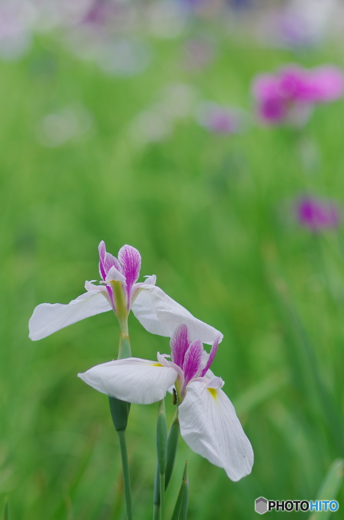 松戸本土寺の花菖蒲2017-3